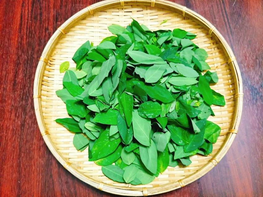 Phytochemical trong rau ngót hỗ trợ tăng tiết sữa cho mẹ sau sinh