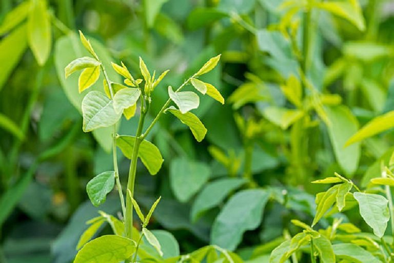 Rau ngót (tên khoa học: Sauropus androgynus)